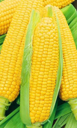 картинка Кукуруза Сахарный гигант (УД) от магазина Визит
