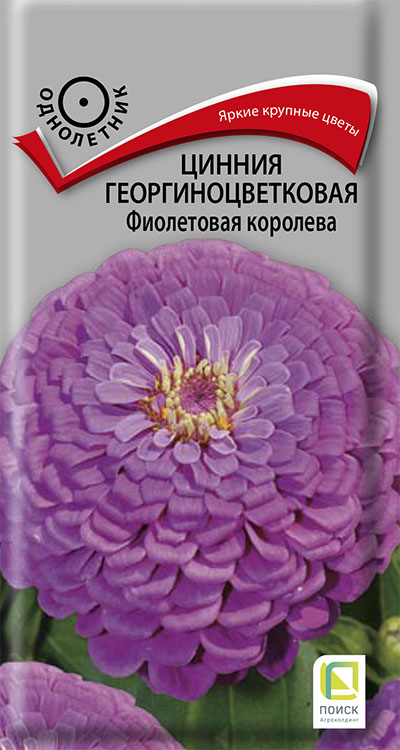 картинка Цинния георгиноцветковая Фиолетовая королева  0,4гр/10 от магазина Визит